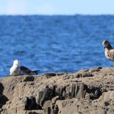 Larus pacificus (Pacific Gull) at Devonport, TAS - 6 Sep 2022 by Rixon