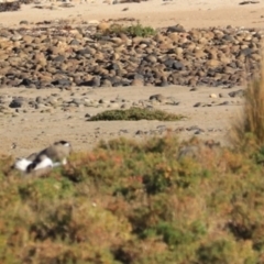 Vanellus miles (Masked Lapwing) at Don, TAS - 6 Sep 2022 by Rixon