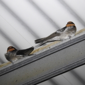 Hirundo neoxena at Kambah, ACT - 31 Aug 2022