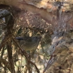 Acanthiza pusilla (Brown Thornbill) at Don, TAS - 6 Sep 2022 by Rixon