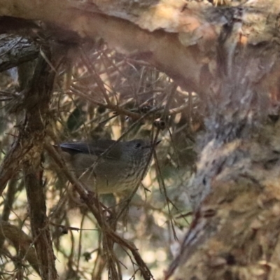 Acanthiza pusilla (Brown Thornbill) at Don, TAS - 6 Sep 2022 by Rixon