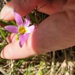 Romulea rosea var. australis (Onion Grass) at Devonport, TAS - 6 Sep 2022 by Rixon