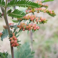 Austroacacidiplosis botrycephalae (A Gall Midge) at Mount Majura - 5 Sep 2022 by HappyWanderer