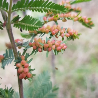 Austroacacidiplosis botrycephalae (A Gall Midge) at Watson, ACT - 5 Sep 2022 by HappyWanderer