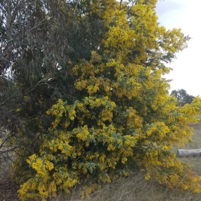Acacia baileyana (Cootamundra Wattle, Golden Mimosa) at Watson, ACT - 6 Sep 2022 by HappyWanderer