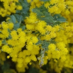 Acacia baileyana at Watson, ACT - 6 Sep 2022