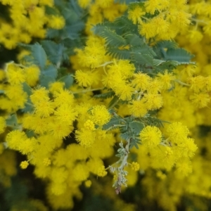 Acacia baileyana at Watson, ACT - 6 Sep 2022 12:41 PM