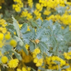 Acacia baileyana at Watson, ACT - 6 Sep 2022