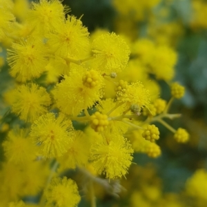 Acacia baileyana at Watson, ACT - 6 Sep 2022