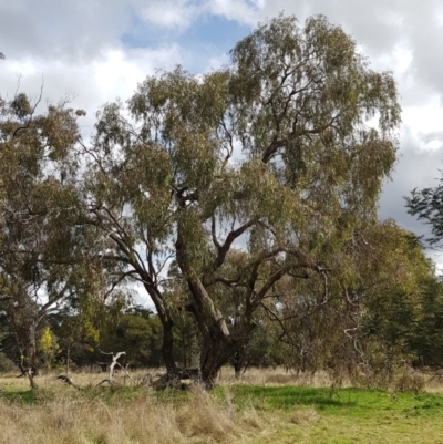 Eucalyptus goniocalyx (Bundy Box) at Watson Woodlands - 6 Sep 2022 by HappyWanderer