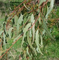 Eucalyptus goniocalyx at Watson Woodlands - 6 Sep 2022