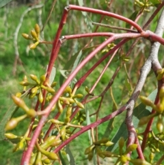 Eucalyptus goniocalyx at Watson, ACT - 6 Sep 2022