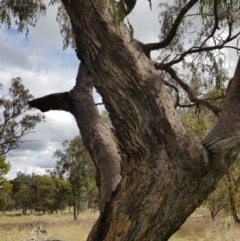 Eucalyptus goniocalyx at Watson, ACT - 6 Sep 2022