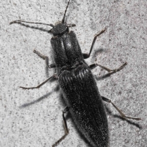 Crepidomenus fulgidus at Acton, ACT - 19 Aug 2022 11:49 AM