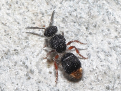 Odontomyrme sp. (genus) (A velvet ant) at ANBG - 19 Aug 2022 by TimL