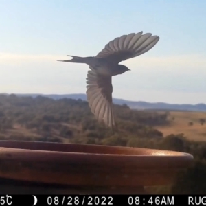 Hirundo neoxena at Yass River, NSW - 28 Aug 2022 08:46 AM