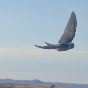 Hirundo neoxena at Yass River, NSW - 28 Aug 2022 08:46 AM