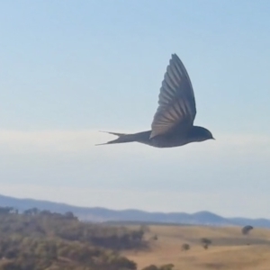 Hirundo neoxena at Yass River, NSW - 28 Aug 2022