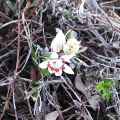 Wurmbea dioica subsp. dioica (Early Nancy) at Molonglo Valley, ACT - 5 Sep 2022 by sangio7