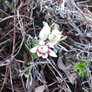 Wurmbea dioica subsp. dioica at Molonglo Valley, ACT - 6 Sep 2022