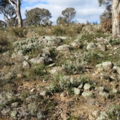 Cryptandra amara (Bitter Cryptandra) at Molonglo Valley, ACT - 4 Sep 2022 by sangio7