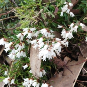 Cryptandra amara at Molonglo Valley, ACT - 4 Sep 2022