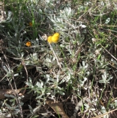 Chrysocephalum apiculatum (Common Everlasting) at Molonglo Valley, ACT - 4 Sep 2022 by sangio7