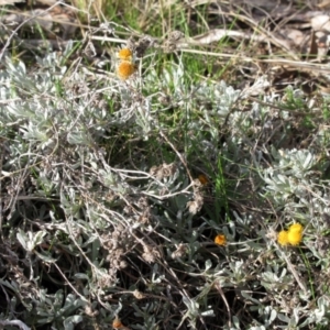 Chrysocephalum apiculatum at Molonglo Valley, ACT - 4 Sep 2022 03:19 PM