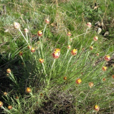 Leucochrysum albicans subsp. tricolor (Hoary Sunray) at Molonglo Valley, ACT - 4 Sep 2022 by sangio7