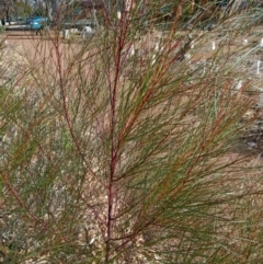 Casuarina/Allocasuarina sp. (Casuarina) at Curtin, ACT - 6 Sep 2022 by JohnDM
