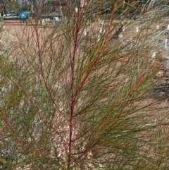 Casuarina/Allocasuarina sp. (Casuarina) at Dawson Street Gardens - 6 Sep 2022 by JohnDM