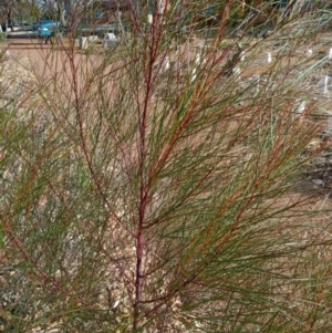 Casuarina/Allocasuarina sp. at Curtin, ACT - 6 Sep 2022 04:01 PM