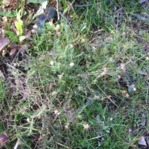 Vittadinia cuneata var. cuneata at Molonglo Valley, ACT - 4 Sep 2022