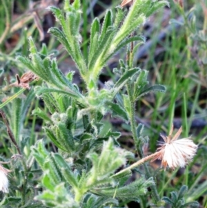 Vittadinia cuneata var. cuneata at Molonglo Valley, ACT - 4 Sep 2022