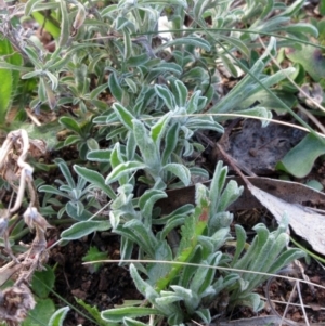 Vittadinia gracilis at Molonglo Valley, ACT - 4 Sep 2022