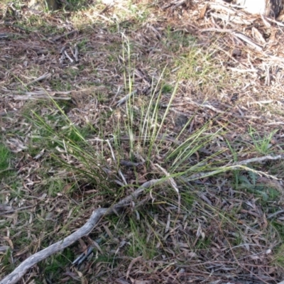 Lepidosperma laterale (Variable Sword Sedge) at The Pinnacle - 4 Sep 2022 by sangio7