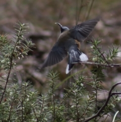 Melichrus urceolatus at Gundaroo, NSW - 18 Aug 2022 11:57 AM