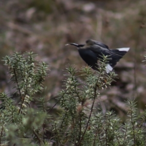 Melichrus urceolatus at Gundaroo, NSW - 18 Aug 2022 11:57 AM