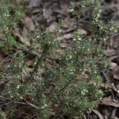 Melichrus urceolatus at Gundaroo, NSW - 18 Aug 2022 11:57 AM