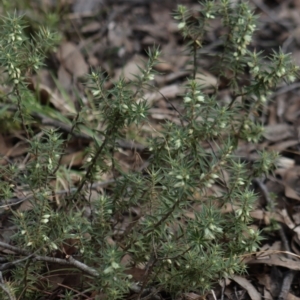 Melichrus urceolatus at Gundaroo, NSW - 18 Aug 2022 11:57 AM