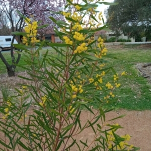 Acacia sp. at Curtin, ACT - 7 Sep 2022 02:28 PM