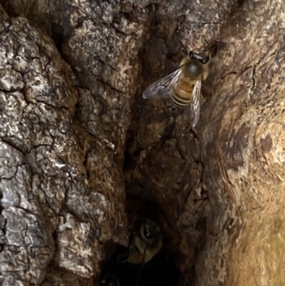 Apis mellifera (European honey bee) at Paddys River, ACT - 7 Sep 2022 by Steve_Bok