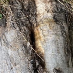 Apis mellifera at Paddys River, ACT - 7 Sep 2022