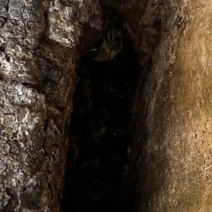 Apis mellifera at Paddys River, ACT - 7 Sep 2022