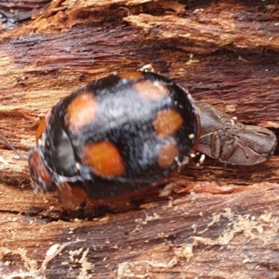 Paropsisterna beata (Blessed Leaf Beetle) at Gundaroo, NSW - 18 Aug 2022 by Gunyijan