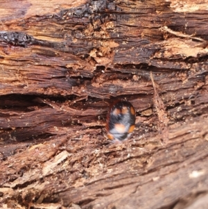 Paropsisterna beata at Gundaroo, NSW - 18 Aug 2022