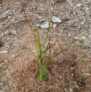 Dianella longifolia at Curtin, ACT - 7 Sep 2022 04:00 PM