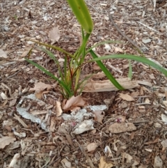 Dianella longifolia at Curtin, ACT - 7 Sep 2022