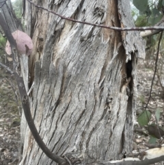 Eucalyptus polyanthemos (Red Box) at Aranda, ACT - 7 Sep 2022 by lbradley