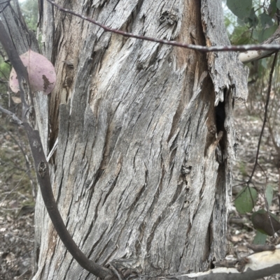 Eucalyptus polyanthemos (Red Box) at Aranda, ACT - 7 Sep 2022 by lbradley